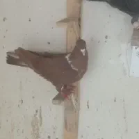 چندتا رنگی|پرنده|دزفول, |دیوار