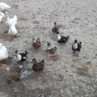 فروش قوغاز،نمیچه اسرائیلی و محلی و اردک بالغ|حیوانات مزرعه|لولمان, |دیوار