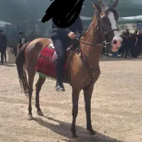 اسب|اسب و تجهیزات اسب‌سواری|گناباد, |دیوار