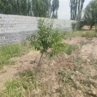 فروش زمین ۳۰۰ متری در قاسم‌آباد|فروش زمین و ملک کلنگی|تهران, قاسم‌آباد|دیوار