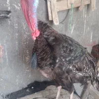 بوقلمون نر دوساله روستا