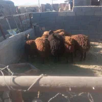 بره نر وماده