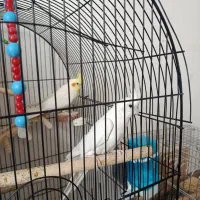 عروس هلندی آلبینو