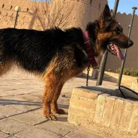 سگ ژرمن شپرد|سگ|یزد, |دیوار