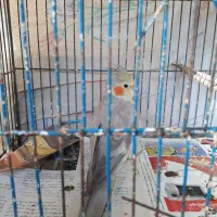 فروش طوطی عروس هلندی ماده|پرنده|رشت, حمیدیان|دیوار