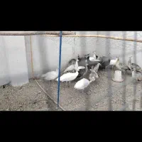 فروش جوجه طاووس|پرنده|اصفهان, خلجا|دیوار