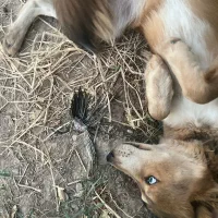 واگذاری|سگ|اهواز, آریاشهر|دیوار