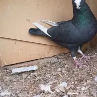 نر پلنگ|پرنده|بم, |دیوار