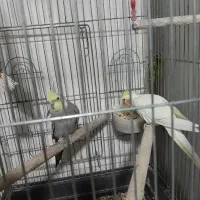 عروس هلندی باقفس