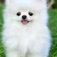 سگ گمشده