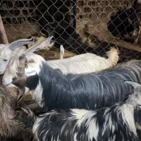 19 راس تیربز ورگون  و یک عدد بعده