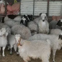 کهره بره بز گیسه چاق|حیوانات مزرعه|سیرجان, |دیوار