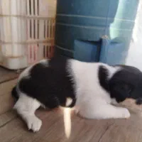 سگ پاکوتاه هاوانیز