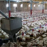 کارگر مرغداری گوشتی