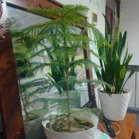 ۳عدد گل همراه با گلدان|گل و گیاه طبیعی|آبش احمد, |دیوار