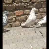 کبوتر|پرنده|کرج, ملک‌آباد|دیوار
