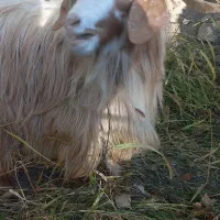 بز نر سالم مخصوص قربانی|حیوانات مزرعه|خوی, |دیوار