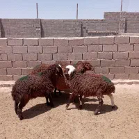 بره ماده عروسک