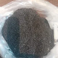 بذر پیاز طلایی