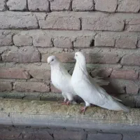 کبوتر سفید|پرنده|چهاربرج, |دیوار