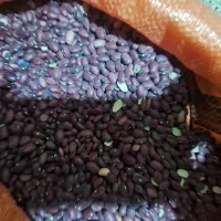 فروش لوبیا قرمز بوجاری شده تناژ