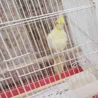 پرنده هلندی