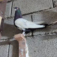 رنگی درجه یک