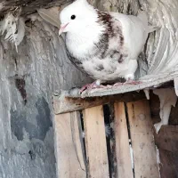 چهارتا کبوتر