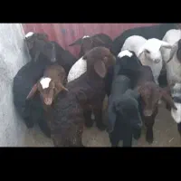 بره شیری ترکی و قزل افشار