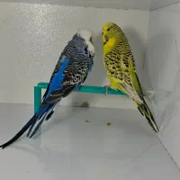 مرغ عشق کلکسیونی