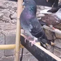 کبوتر نر سیاهی