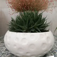 گل وکاکتوس کلکسیونی