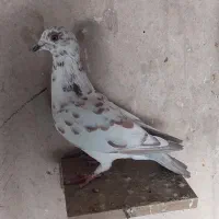 کبوتر|پرنده|اوز, |دیوار