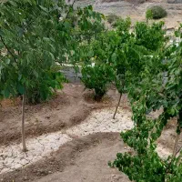 باغ در عباس آباد بهدان