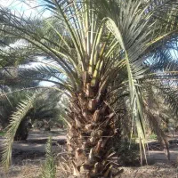 نخل خرمایی فضاسبز