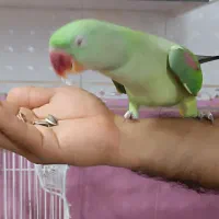 شاه طوطی سرحال و اشتی