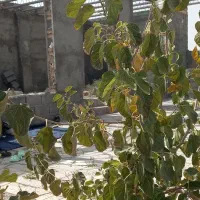 ۸۵۰ متر روستای بهار خین عرب|فروش زمین و ملک کلنگی|مشهد, بهار|دیوار