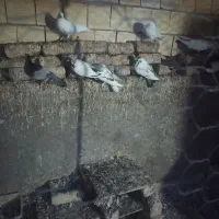 چند جفت کفتر معاوضه با قناری و سهره و فروش