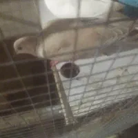 کپوت