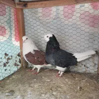 کبوتر تهرونی