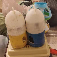 آبخوری کفتر جوجه|لوازم جانبی حیوانات|مشهد, نظام دوست|دیوار