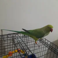 ملنگو ماده مست برای جفت زدن