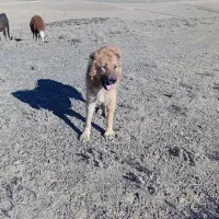 سگ نژاد قدیم شاهسون|سگ|اردبیل, |دیوار