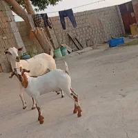 کهره داشتی و گوشتی