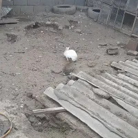 فروش خرگوش|موش و خرگوش|گنبد کاووس, |دیوار