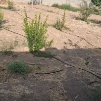 باغچه|فروش زمین و ملک کلنگی|شیراز, بازار|دیوار