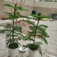 درخت کاج طبیعی|گل و گیاه طبیعی|سراوان, |دیوار