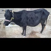 گاو گوساله ماده