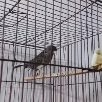 قناری|پرنده|بندرعباس, |دیوار