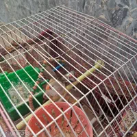 فنچ زبرا و کینگ|پرنده|شیراز, محمودآباد|دیوار